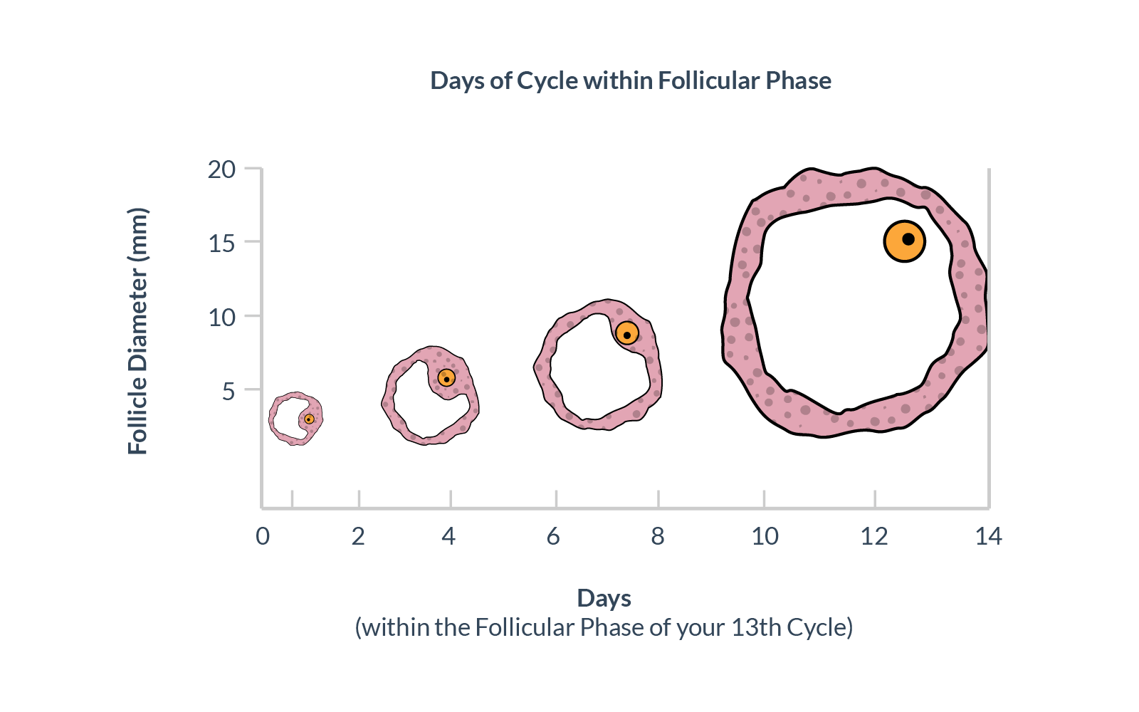 Ovulation Understanding Ovulation To Get Pregnant