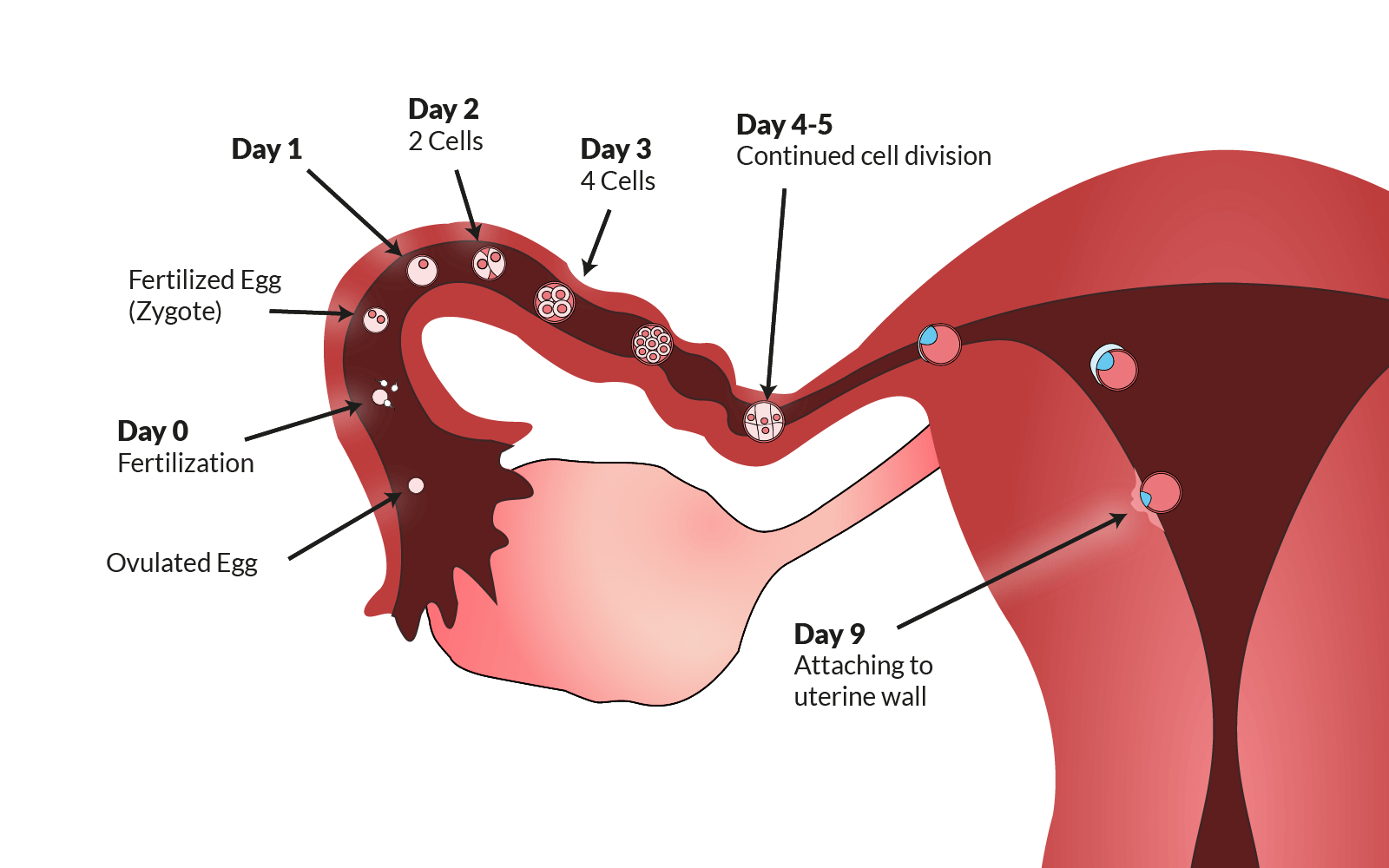 Ovulation Understanding Ovulation To Get Pregnant