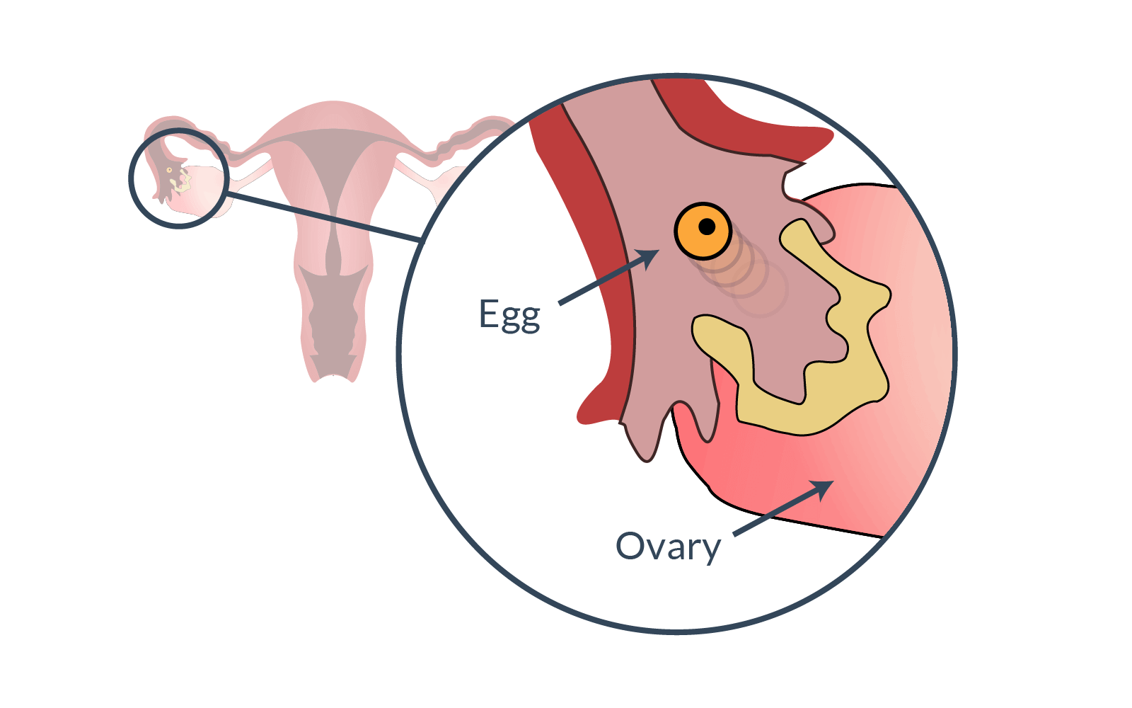 Ovulation Understanding Ovulation To Get Pregnant